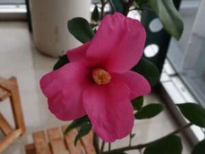 2026年2月28日　いのくちの香り1